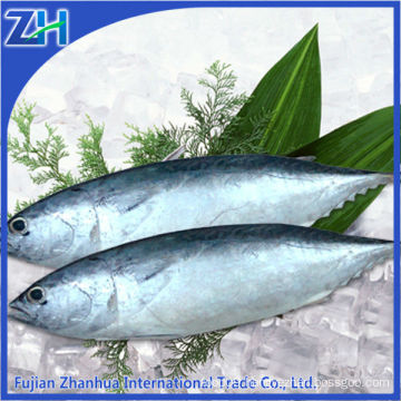 New stock frozen bonito tuna dry fish whole round 200-300g